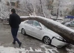 В Ташкенте во время снегопада на автомобиль рухнуло дерево